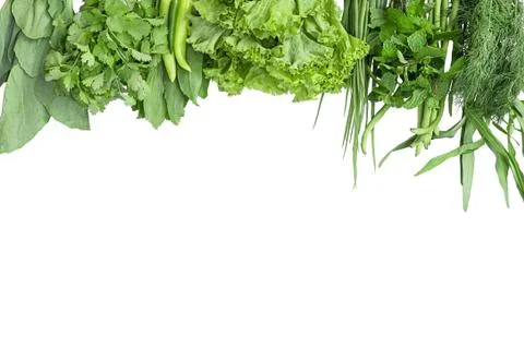 Isolate leaves greens on the white background. Stock Photos