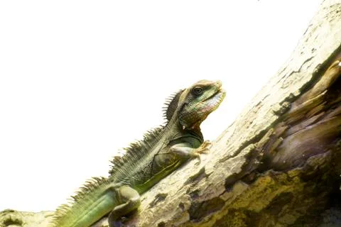 The isolate of lizard on the wooden Stock Photos