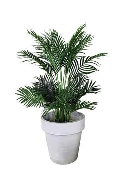 Isolate palm tree white background, Bush of botranical flower in pot decorate Foto stock