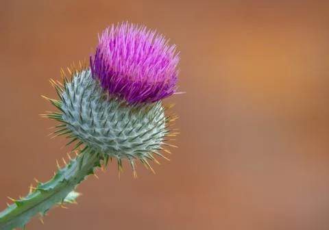 Isolate Purple Thistle Stock Photos