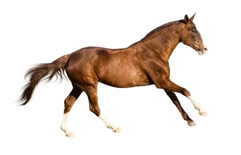 Isolate of the red horse Stock Photos