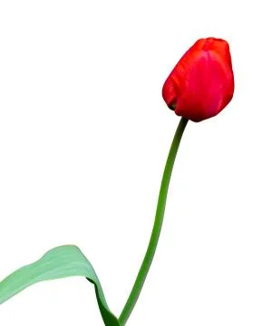 Isolate red tulip on a white background Stock Photos
