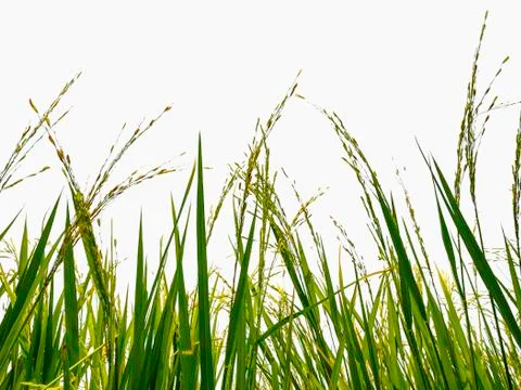 Isolate of rice field on white background with clipping path Stock Photos