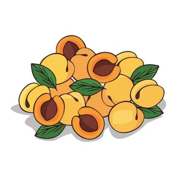 Isolate ripe apricot fruit Illustrazione stock
