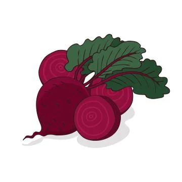 Isolate ripe beet root vegetable Stock Illustration