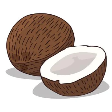 Isolate ripe coconut fruit Stock Illustration