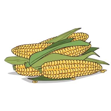 Isolate ripe corn ears or cobs Stock Illustration