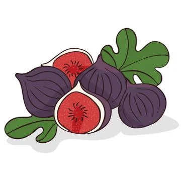 Isolate ripe figs or fig fruits Illustrazione stock