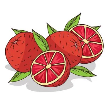 Isolate ripe grapefruit fruit Stock Illustration