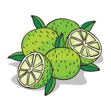 Isolate ripe lime fruit Stock Illustration