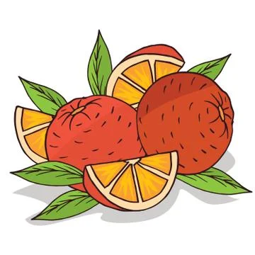 Isolate ripe oranges fruit Stock Illustration