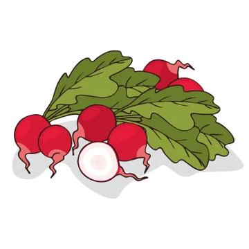 Isolate ripe radish root vegetable Stock Illustration