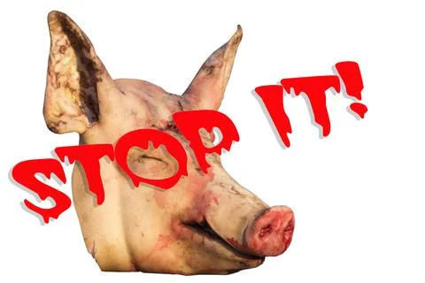 The isolate of severed head of a pig. Ban of killing animals. 스톡 사진