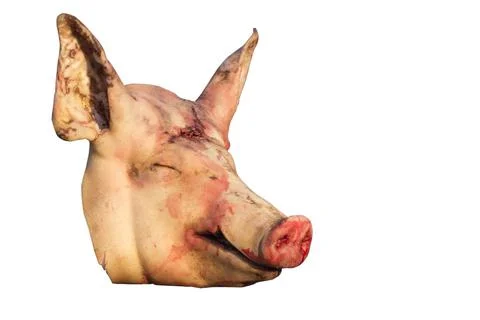The isolate of severed head of a pig. Killing animals. 스톡 사진