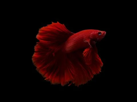 Isolate of siam betta siam fighting fish on black background with cut path Stock Photos