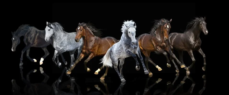 Isolate of six galloping horses Stock Photos