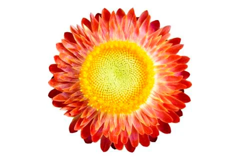 Isolate straw flower Stock Photos