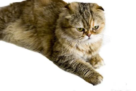 Isolate studio shooting Scotish fold Highland longhair cat golden chinchilla, Stock Photos