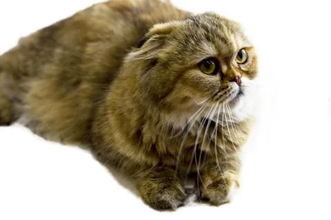 Isolate studio shooting Scotish fold longhair cat golden chinchilla Stock Photos