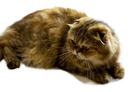 Isolate studio shooting Scotish fold cat golden chinchilla Stock Photos