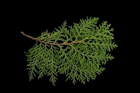 Isolate thuja on black background Stock Photos