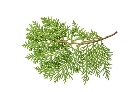Isolate thuja on white background Stock Photos