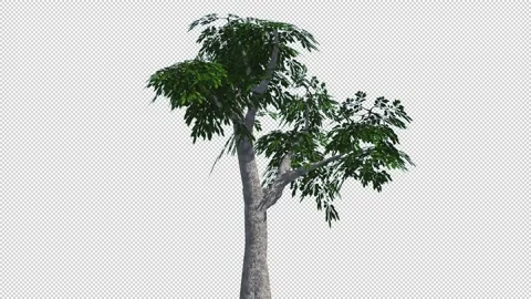 Isolate tree with alpha matte 3d animation Stock Footage 201827270