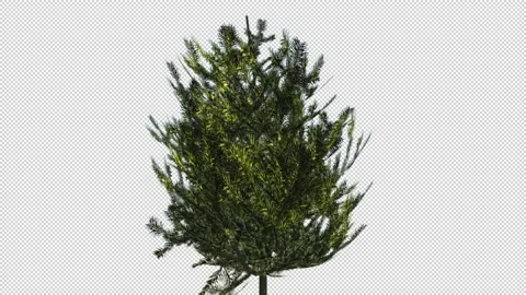 Isolate tree with alpha matte 3d animation Stock Footage 201827547