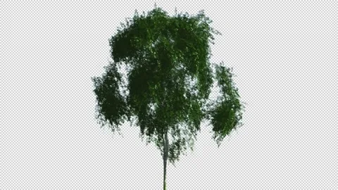 Isolate tree with alpha matte 3d animation Stock Footage 201827670