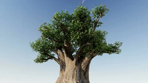 Isolate tree with alpha matte 3d animation Stock Footage 201979187