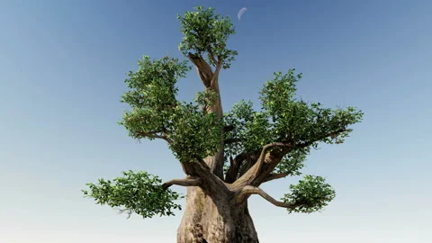 Isolate tree with alpha matte 3d animation Stock Footage 201979362