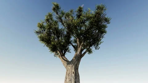 Isolate tree with alpha matte 3d animation Stock Footage 201979455