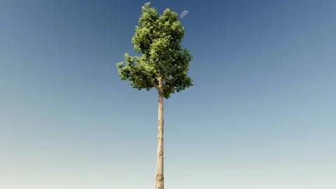 Isolate tree with alpha matte 3d animation Stock Footage 201979493
