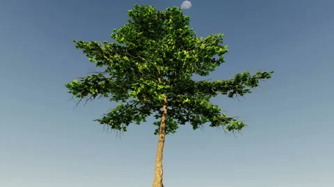 Isolate tree with alpha matte 3d animation Stock Footage 201979746