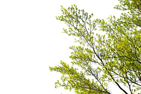 Isolate of tree branch or stick with white background. Stock Photos