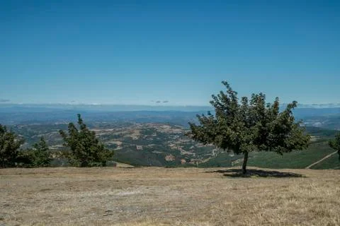 Isolate tree in the field Stock Photos