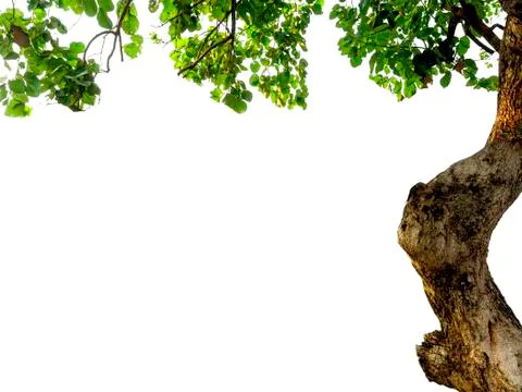 The isolate of the tree part consists of trunks, branches, and leaves on a wh Stock Photos