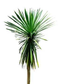 The isolate tree Stock Photos