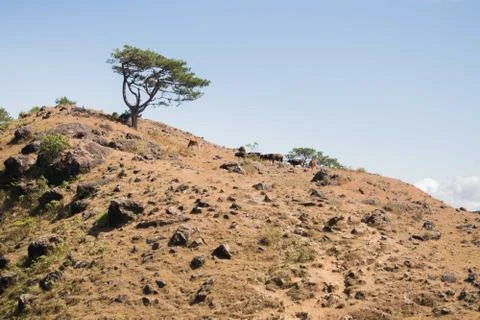Isolate tree on top foa rocky hill with cows arount it Stock Photos