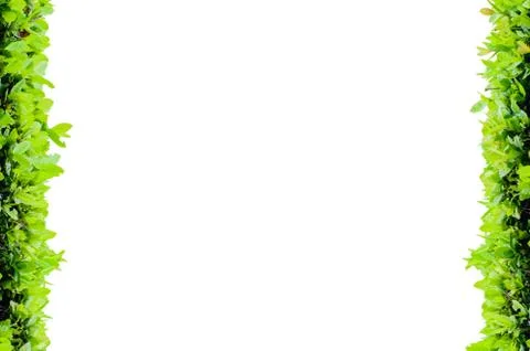 Isolate vertical flower frame Stock Illustration