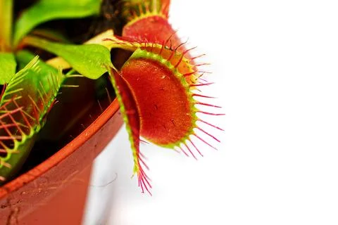 Isolate on a white background in a flower pot - flycatcher. Venus flytrap. Stock Photos