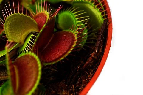 Isolate on a white background in a flower pot - flycatcher. Venus flytrap. Stock Photos