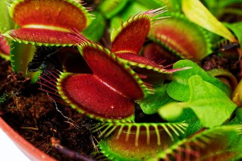 Isolate on a white background in a flower pot - flycatcher. Venus flytrap. Stock Photos