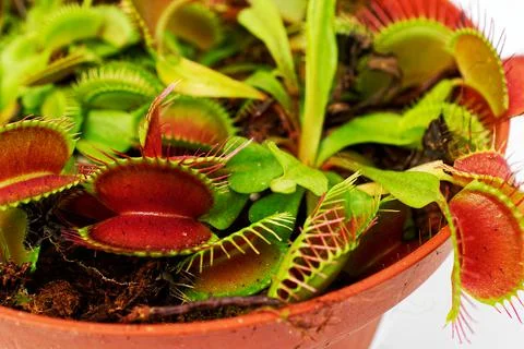 Isolate on a white background in a flower pot - flycatcher. Venus flytrap. Stock Photos