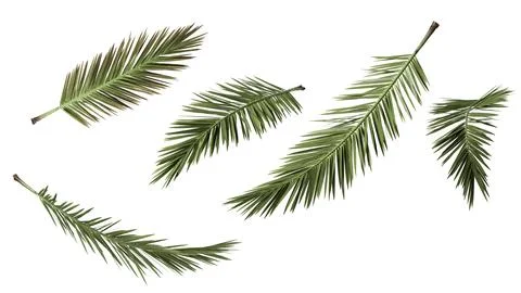 Isolated 3d render collection of palm coconut tree.3d render Stock Illustration