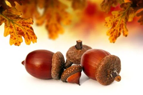 Isolated abstract acorns Stock Photos