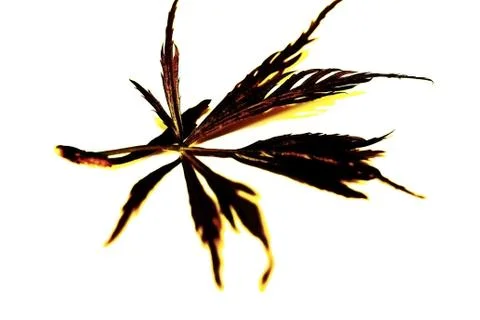 Isolated acer leaf Stock Photos