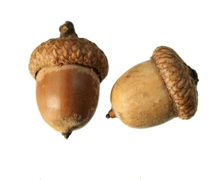 Isolated acorns Stock Photos