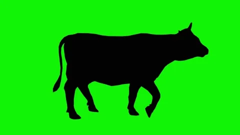 Isolated adult horned cow walking forward on a green screen. Stock Footage