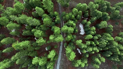 Isolated Alpine road through pine forest in early morning light Stock Footage 334014881
